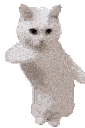 :cat-dance: